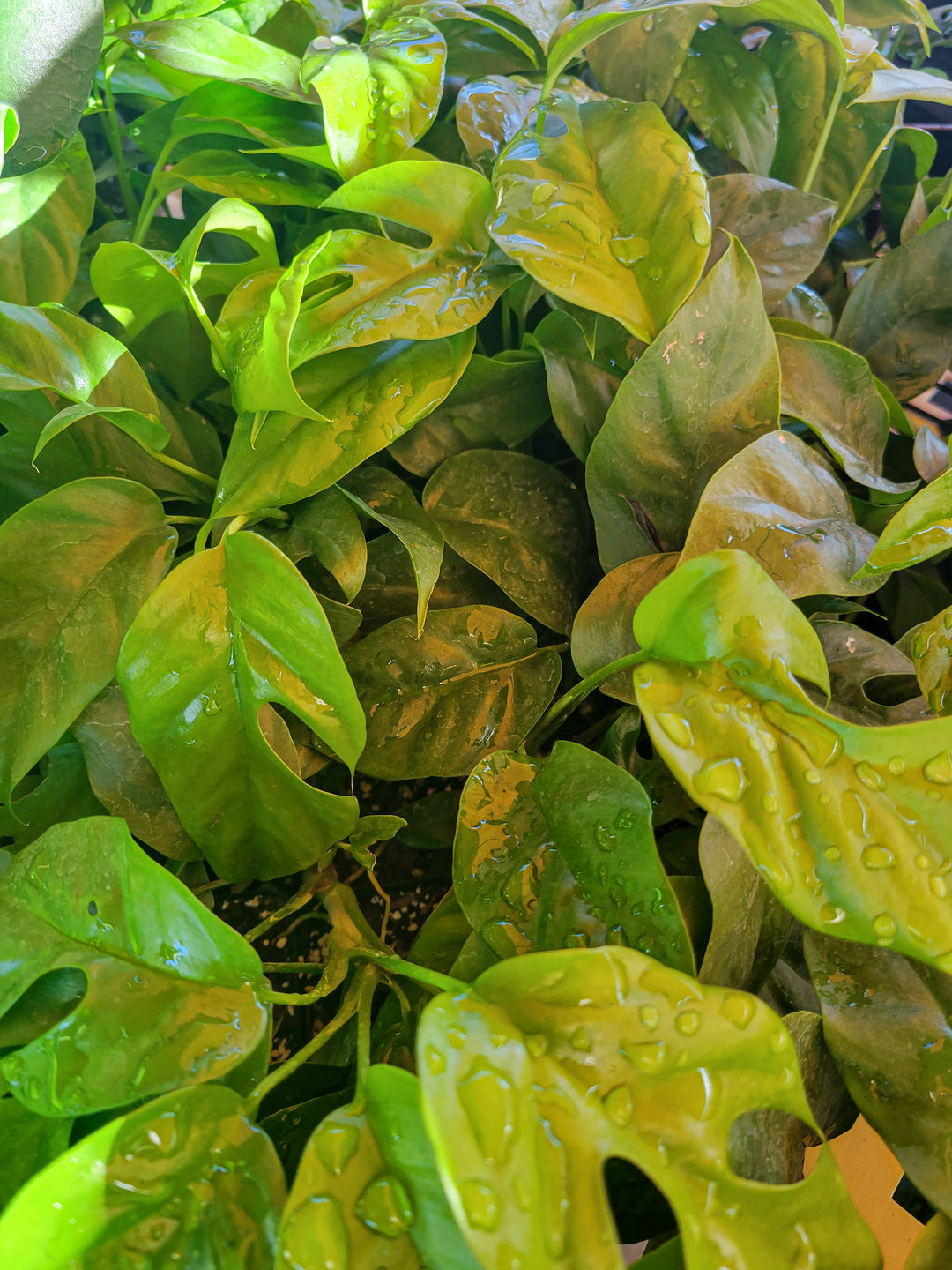 Rhaphidophora Tetrasperma (Mini Monstera) with glossy, fenestrated leaves in a lush, indoor setting.