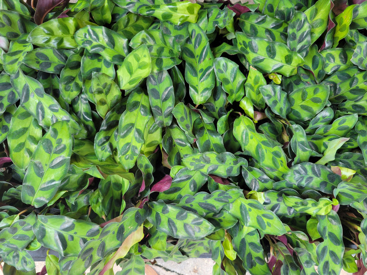 Rattlesnake Calathea Plug