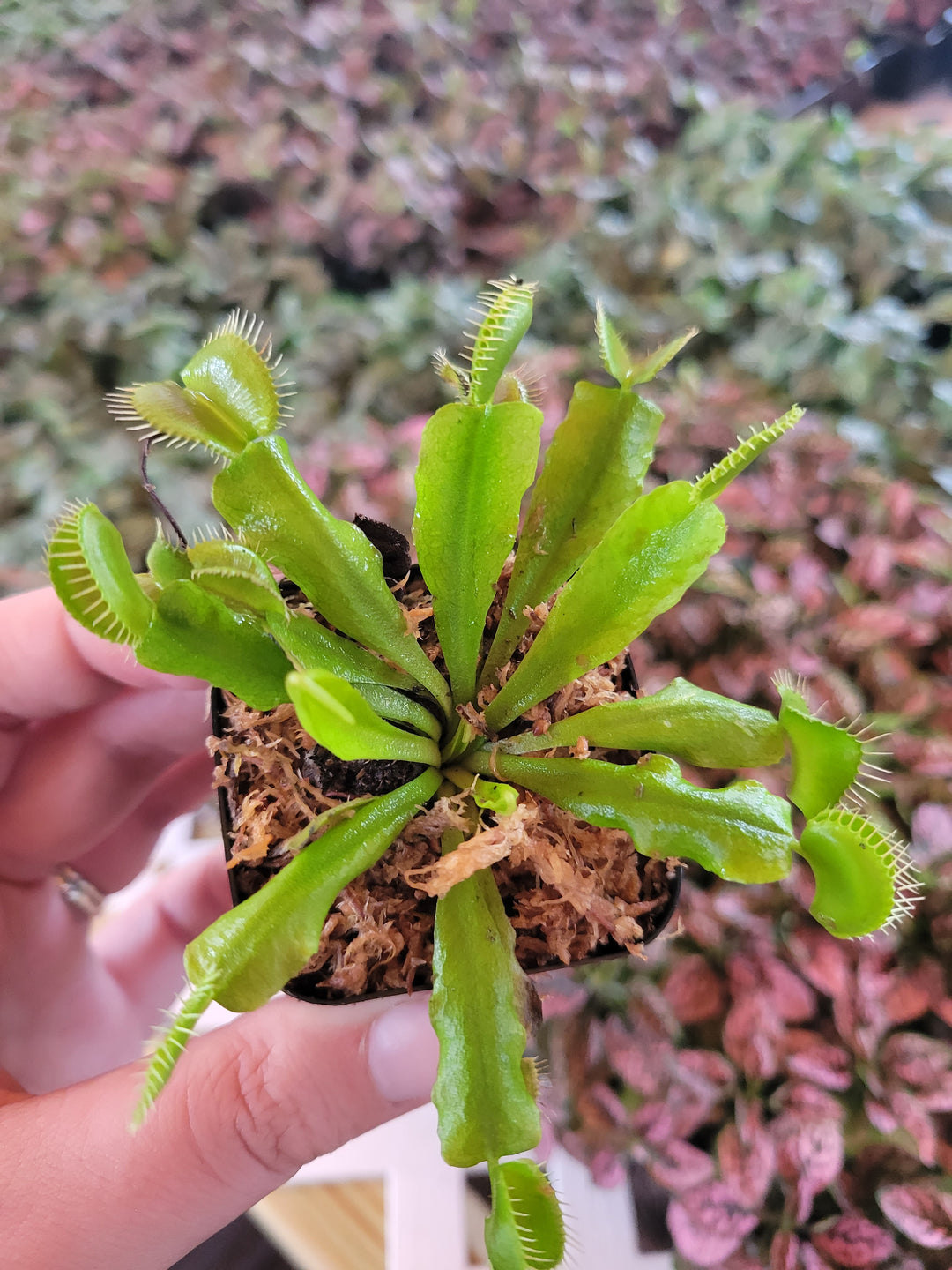 Venus Fly Trap