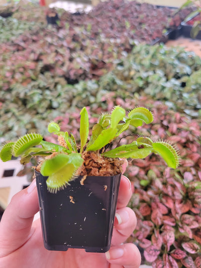 Venus Fly Trap