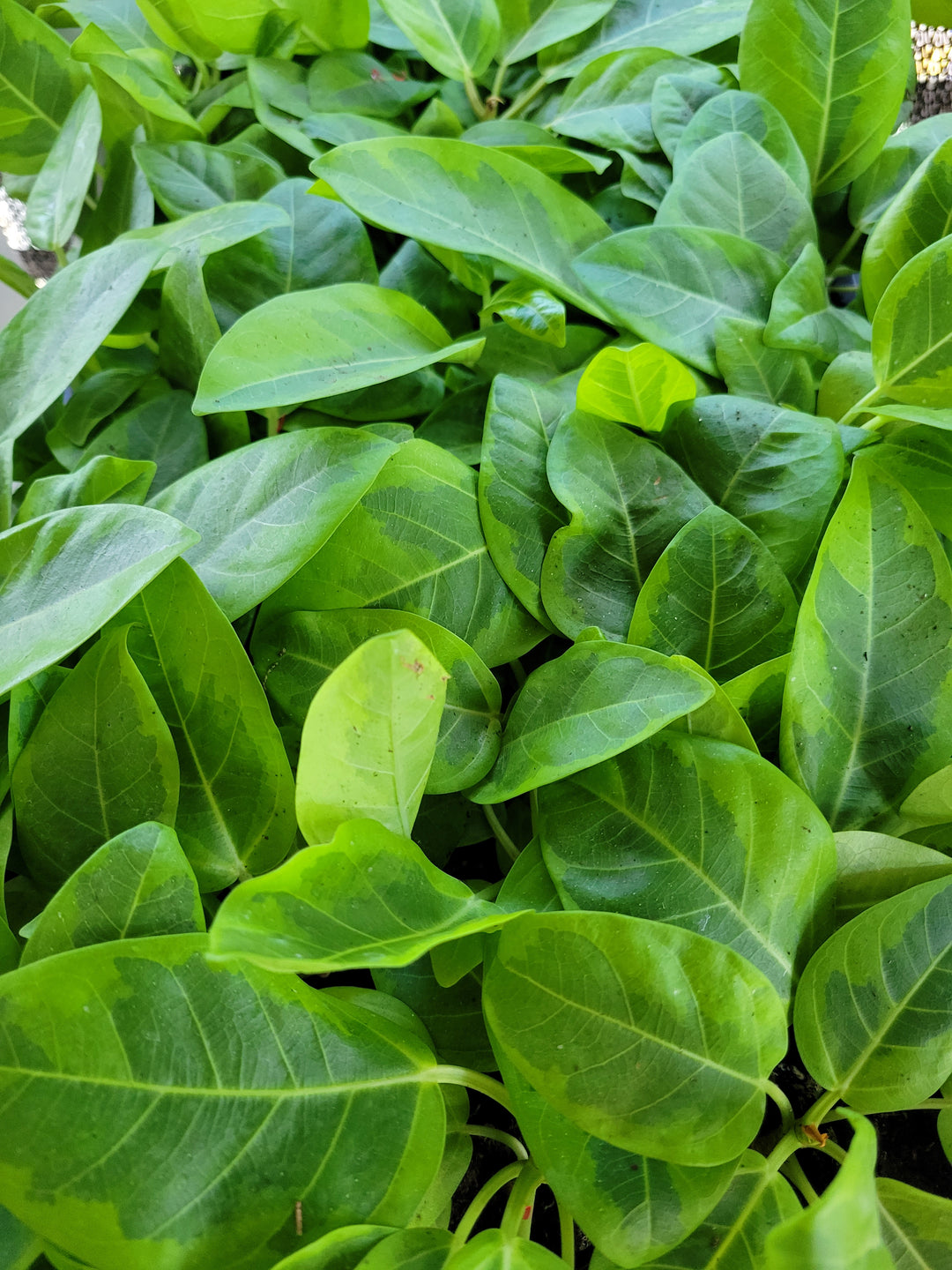 Yellow Gem Rubber Tree with vibrant variegated leaves featuring green foliage and bright yellow edges.