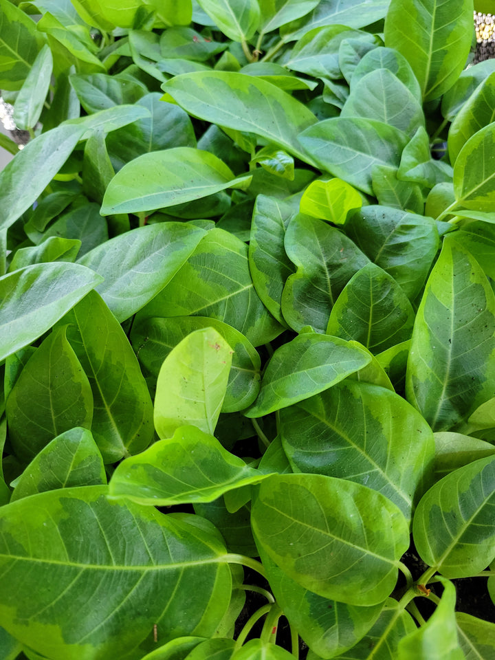 Yellow Gem Rubber Tree with vibrant variegated leaves featuring green foliage and bright yellow edges.