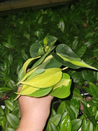 Philodendron Brazil Plug