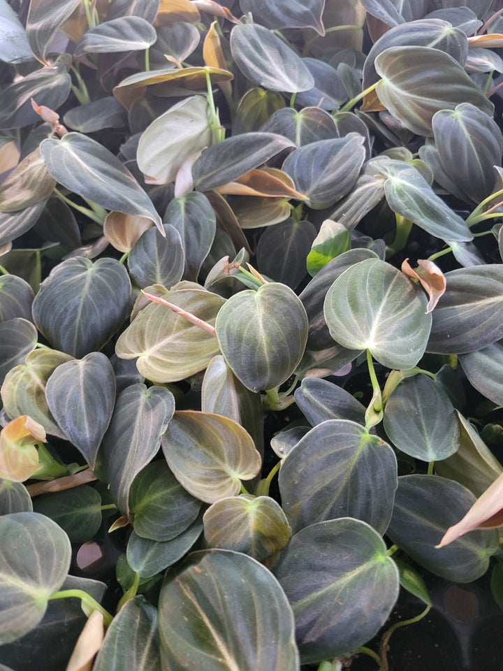 Philodendron Melanochrysum with velvet-textured, deep green leaves and golden veining.