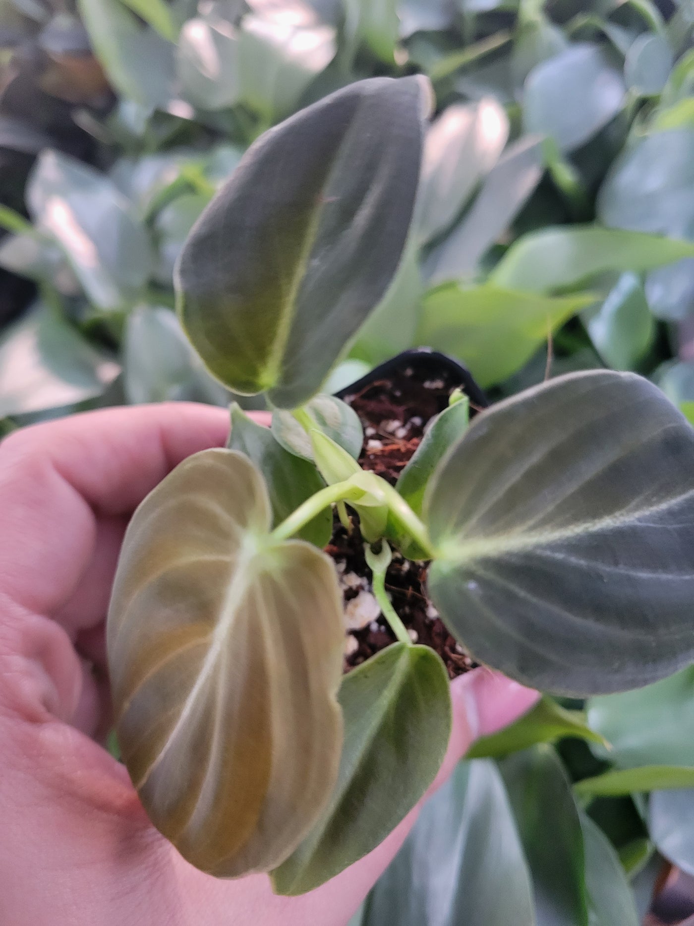 Philodendron Melanochrysum Plug