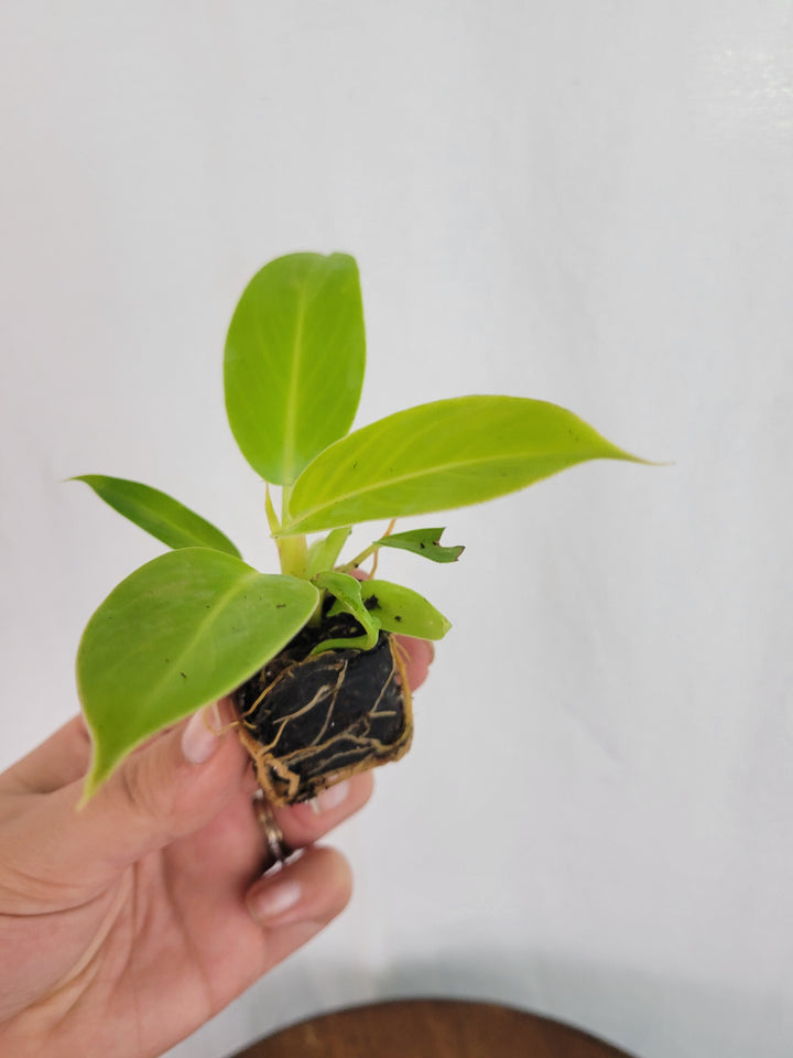 Philodendron Moonlight with vibrant neon-green foliage in plug form being held for display.