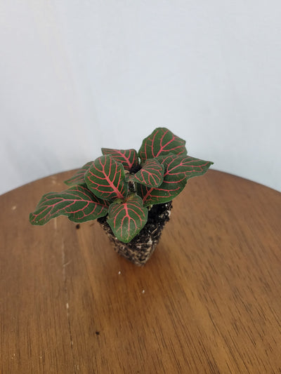 Red Fittonia (Nerve Plant)-Plug