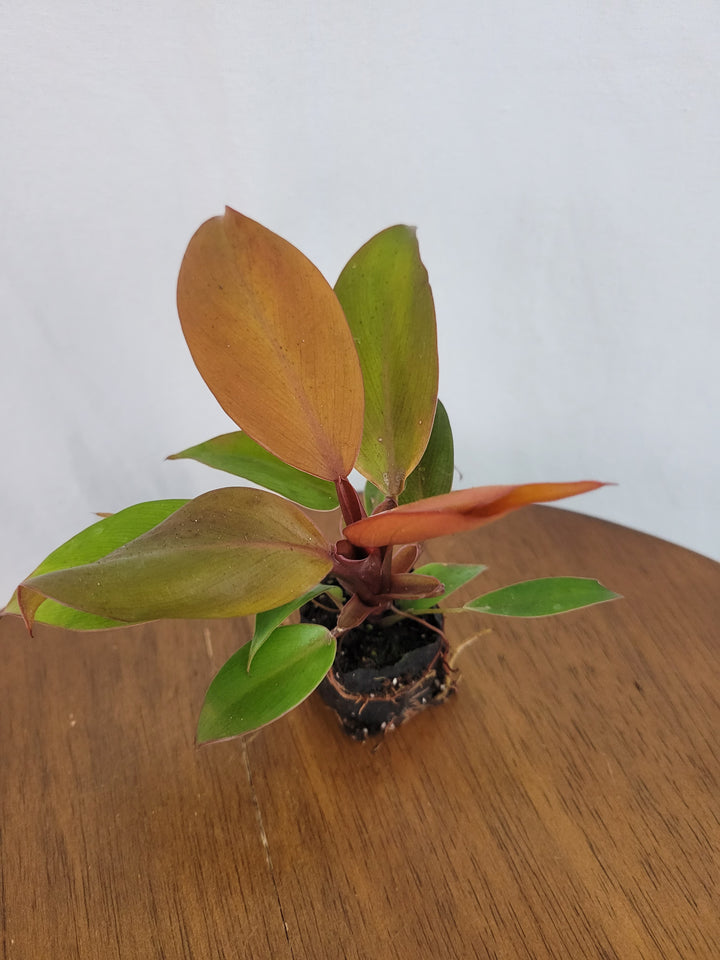 Philodendron McColley's Finale plant with multihued leaves in plug form on a wooden surface.