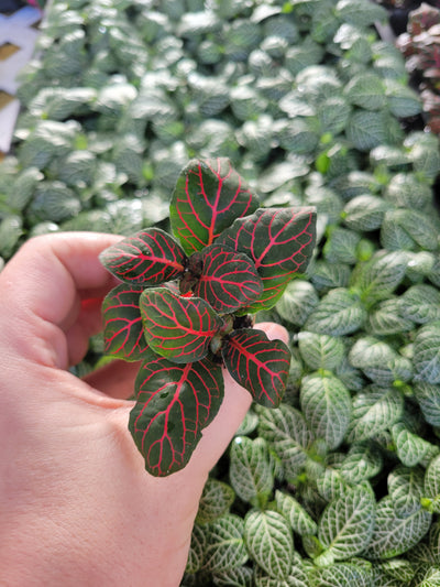 Red Fittonia (Nerve Plant)-Plug