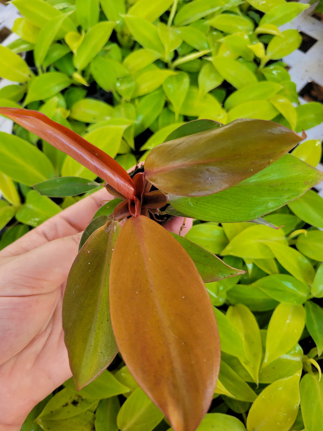 Philodendron McColley's Finale with multihued leaves in plug form.