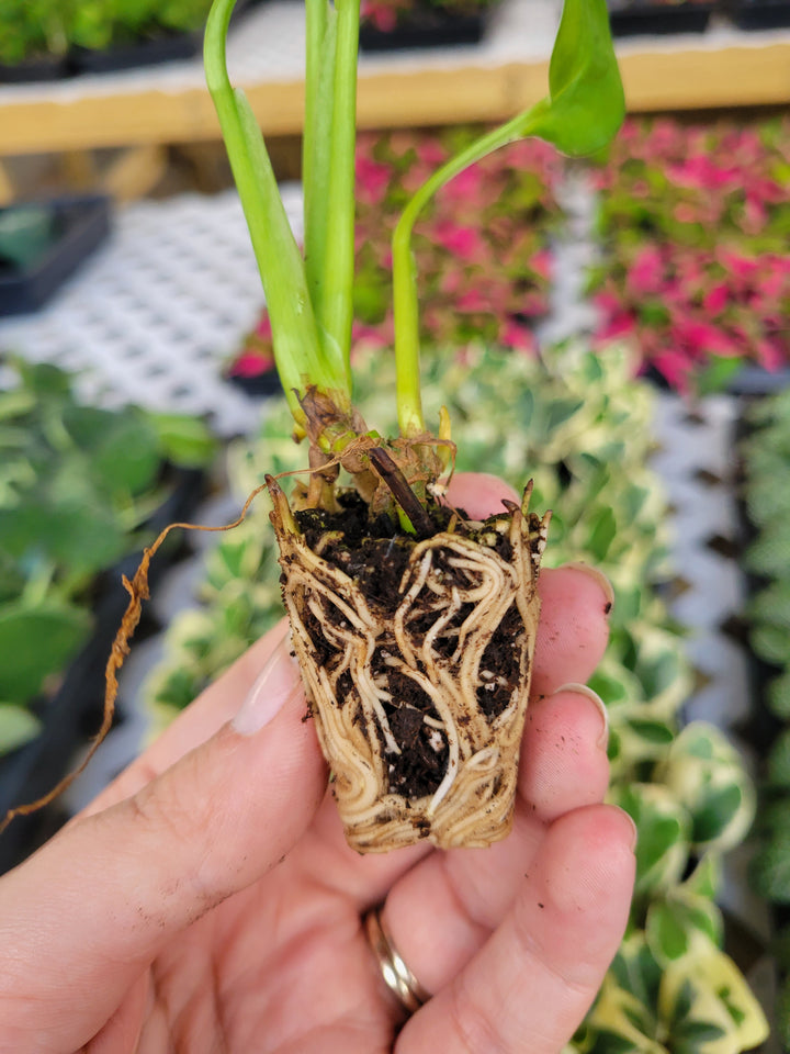 Swiss Cheese (Monstera Adansonii) plant root plug with vibrant green leaves.