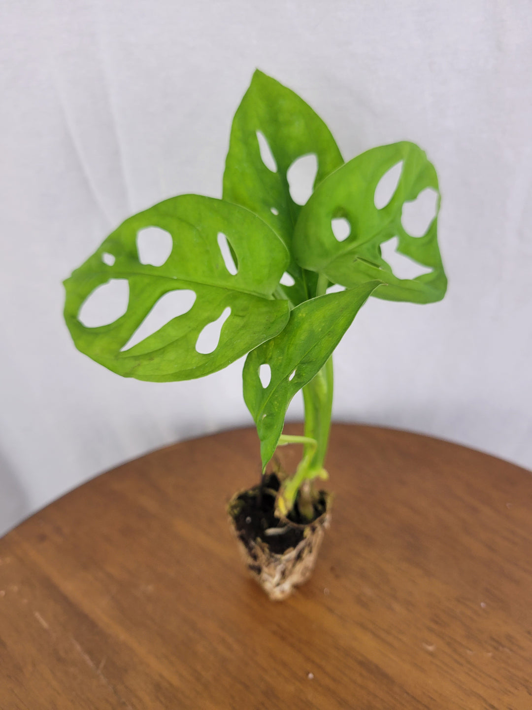 Swiss Cheese (Monstera Adansonii) plant with distinctive holey leaves on a wooden surface.