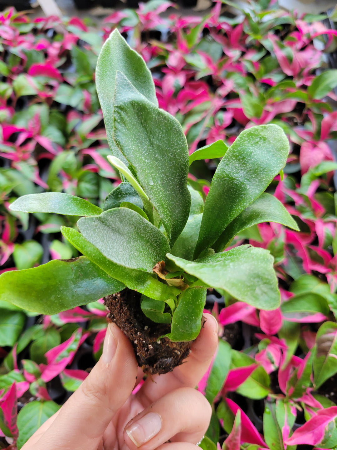 Staghorn Fern Plug