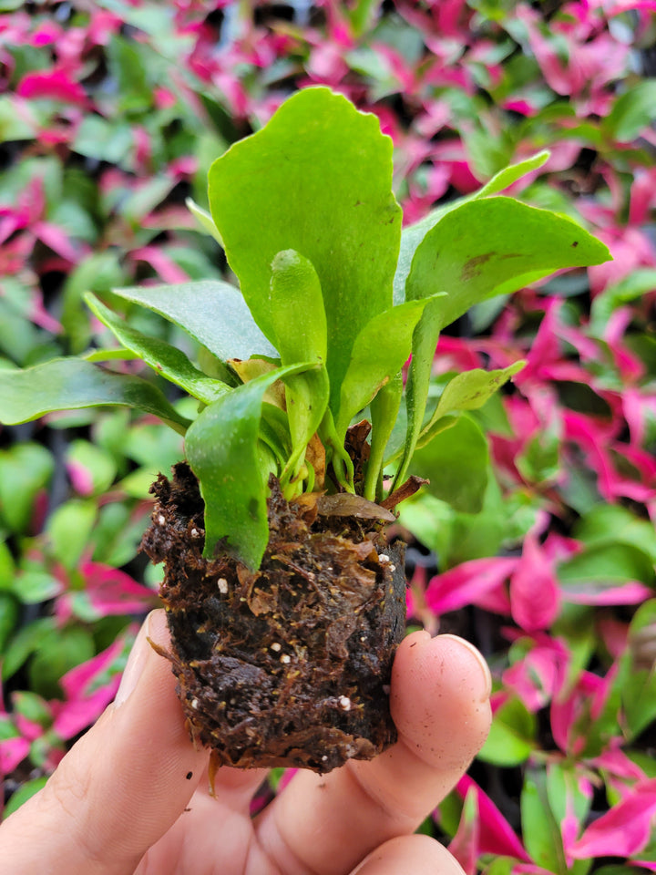 Staghorn Fern Plug