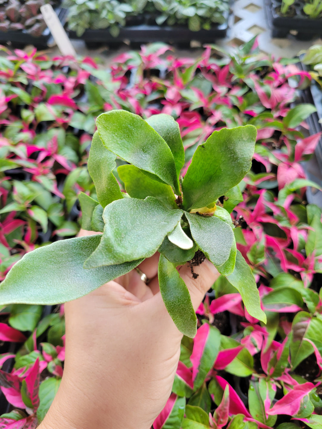 Staghorn Fern Plug