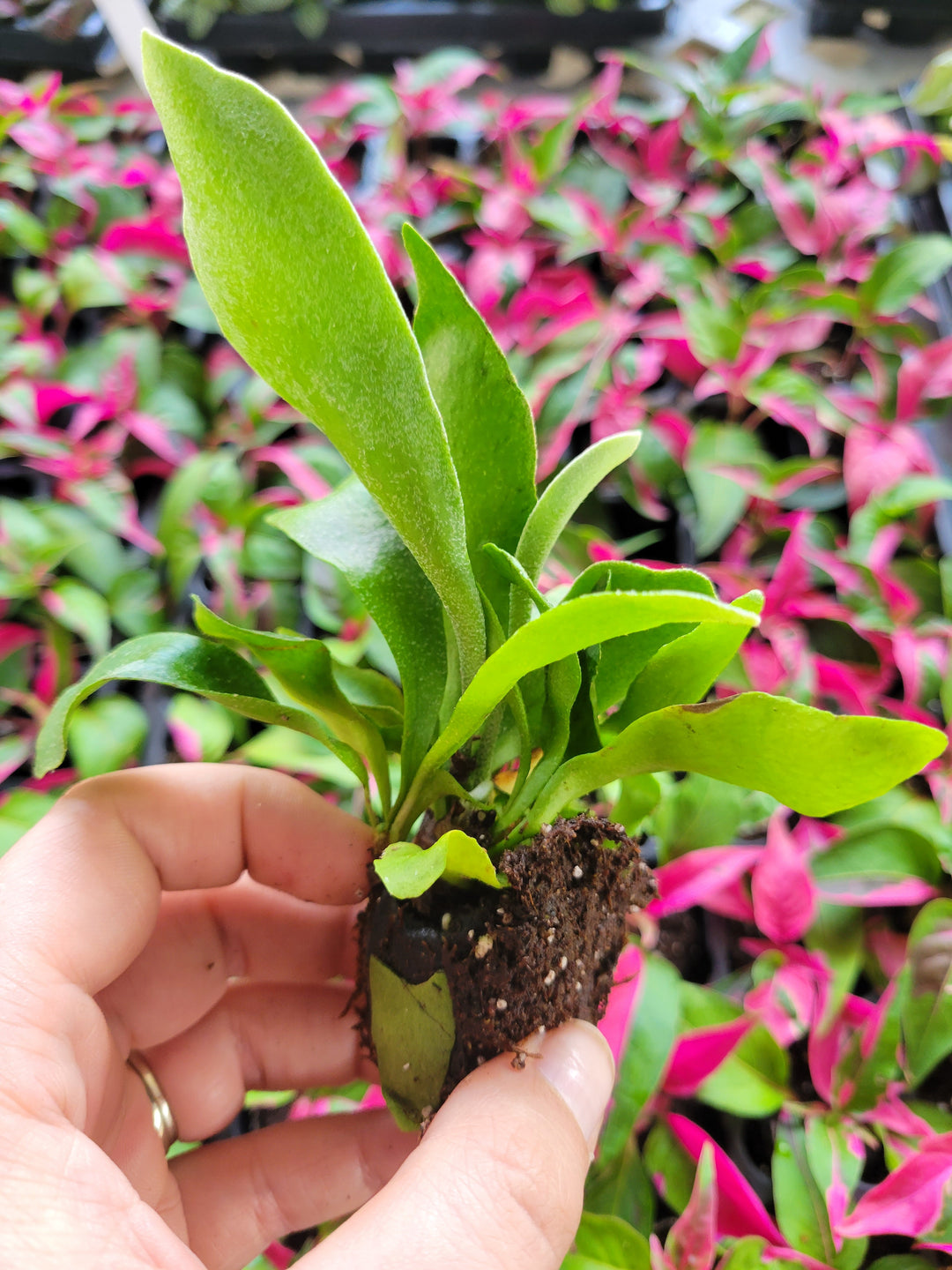 Staghorn Fern Plug