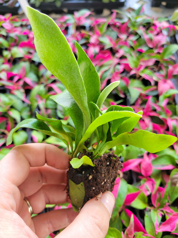 Staghorn Fern Plug