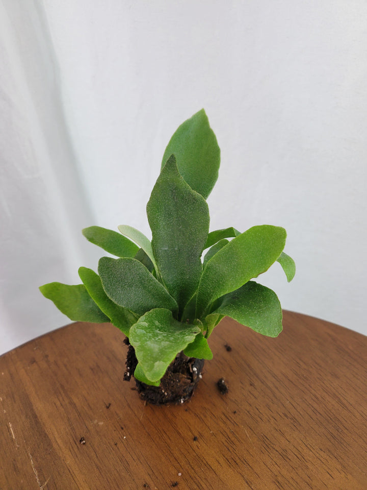 Staghorn Fern Plug