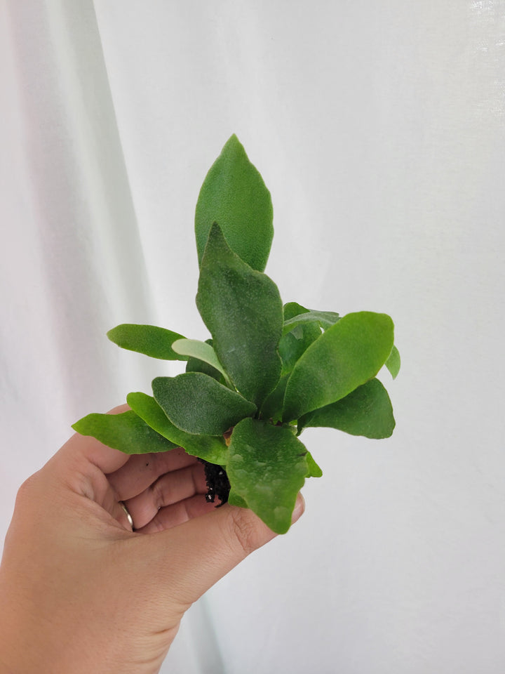 Staghorn Fern Plug