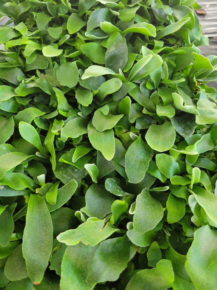 Staghorn Fern Plug