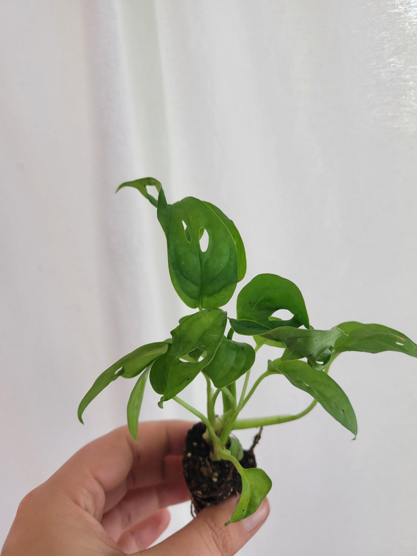 Swiss Cheese (Monstera Adansonii) Plug