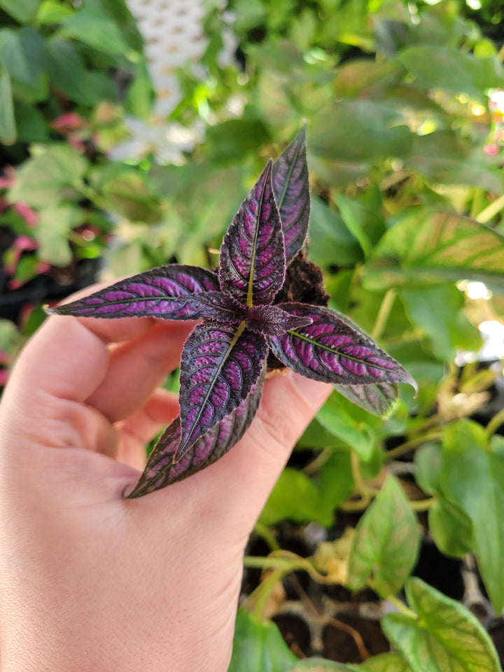 Persian Shield Plug