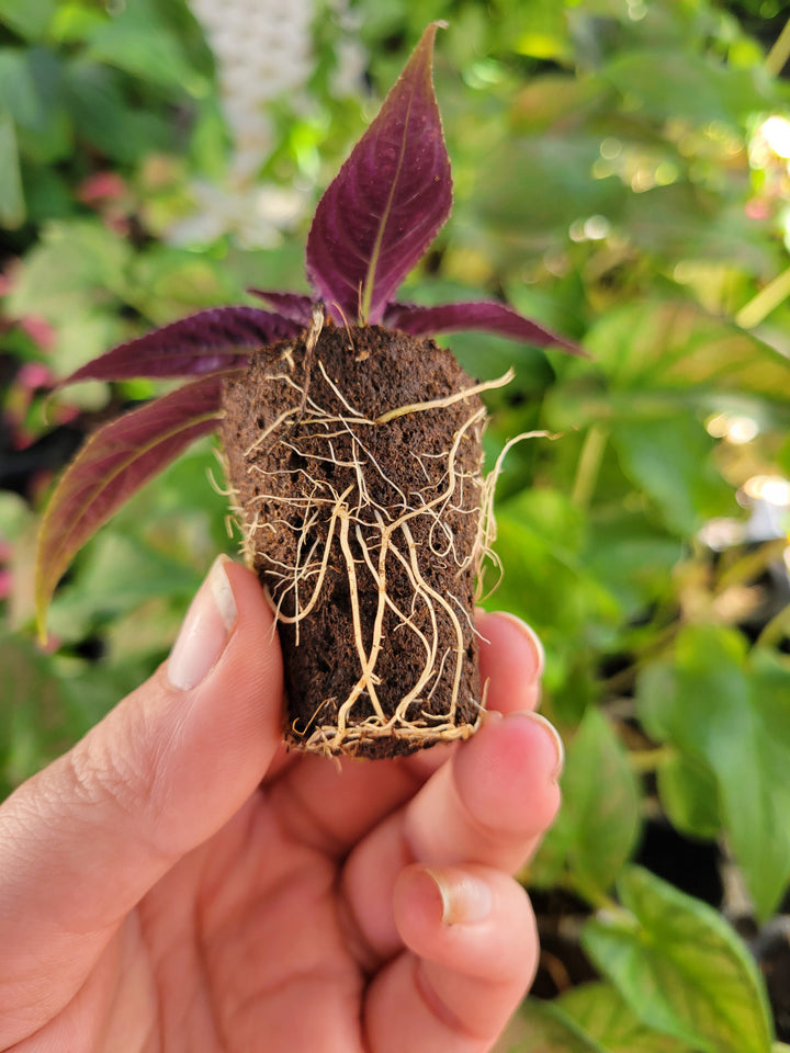 Persian Shield Plug