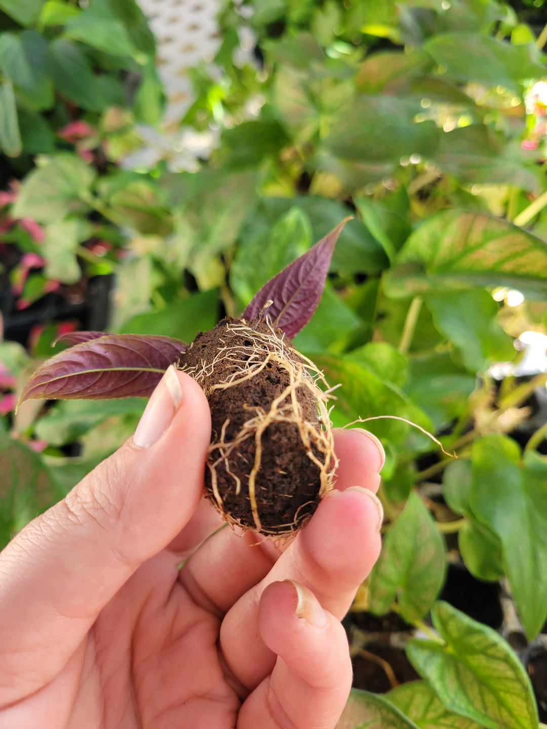 Persian Shield Plug