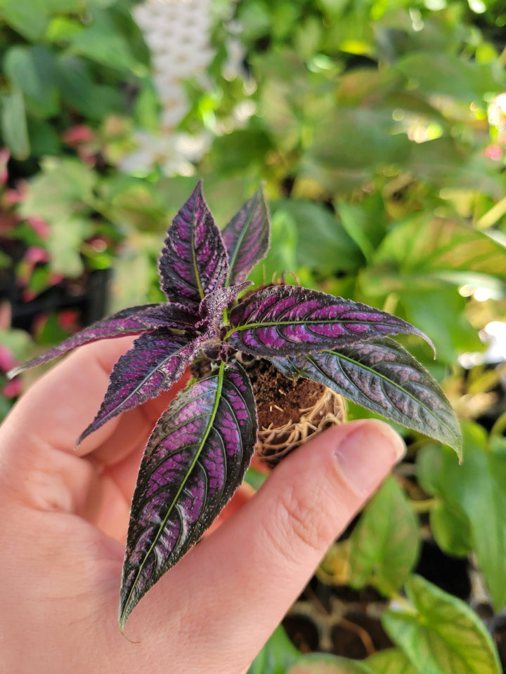 Persian Shield Plug