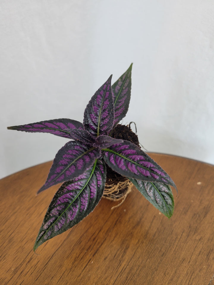 Persian Shield Plug