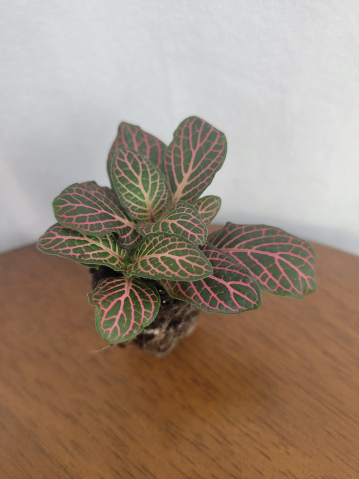 Pink Fittonia Plug