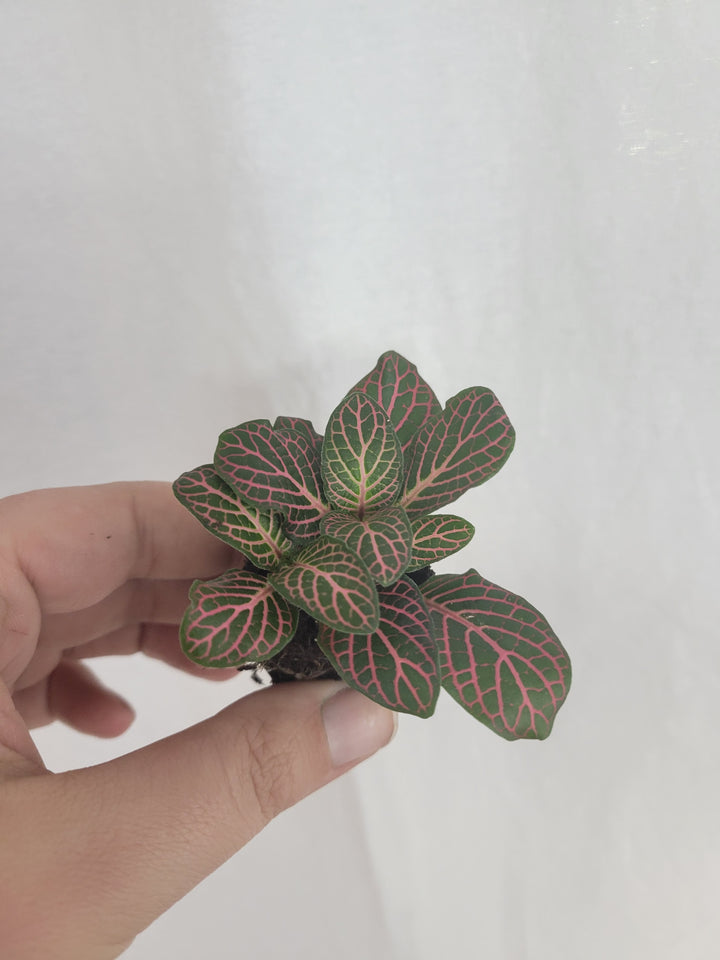 Pink Fittonia Plug