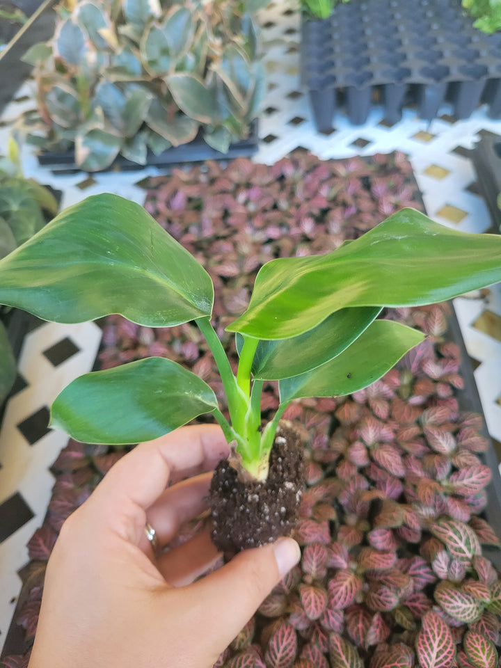 Orange Bird of Paradise Plug