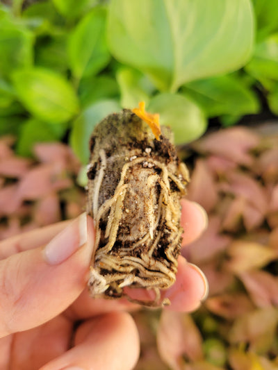Syngonium Pink Perfection Plug
