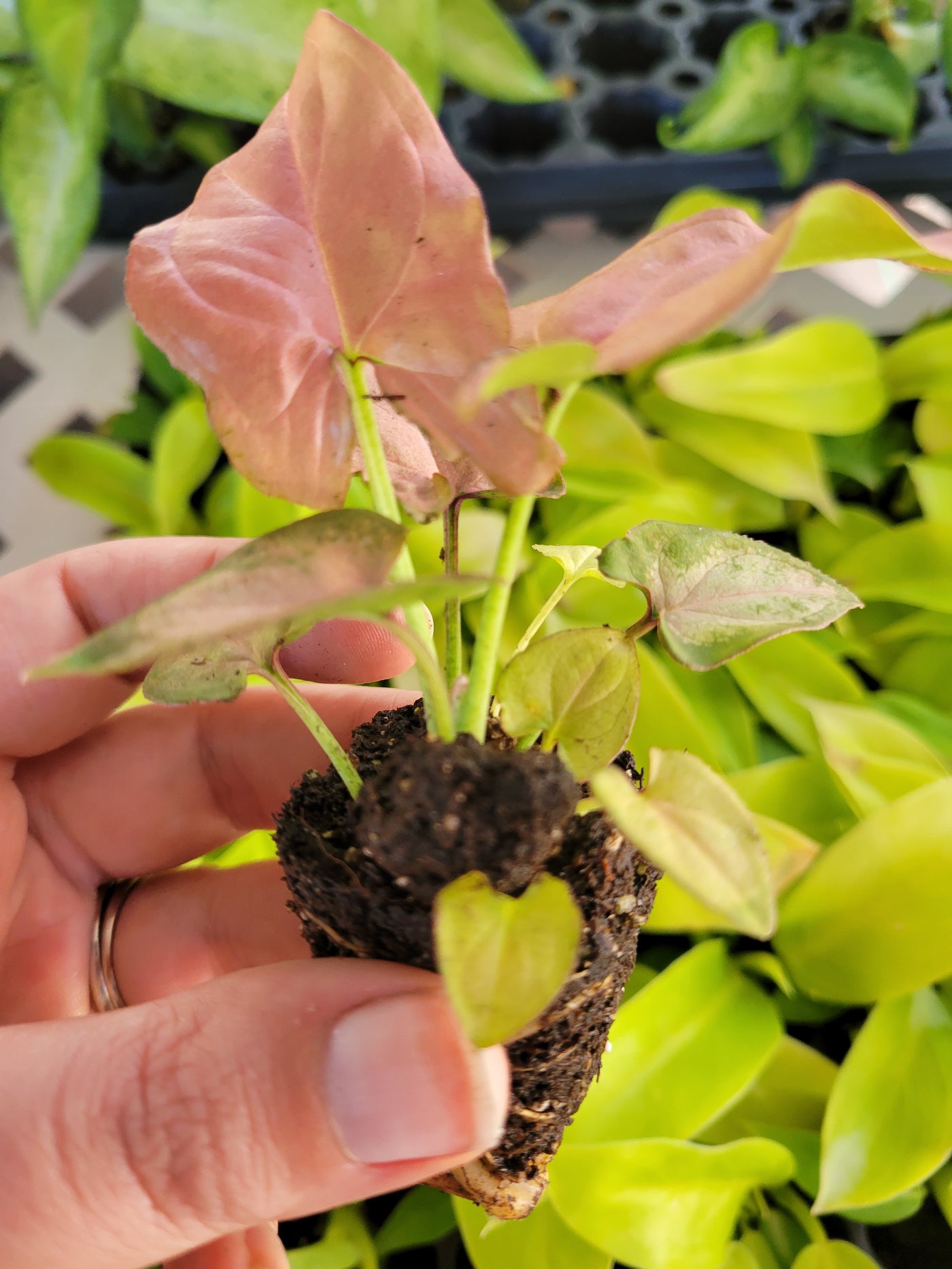 Syngonium Pink Perfection Plug