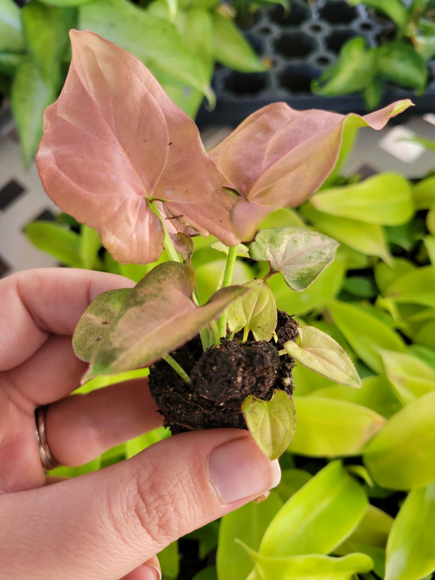 Syngonium Pink Perfection Plug