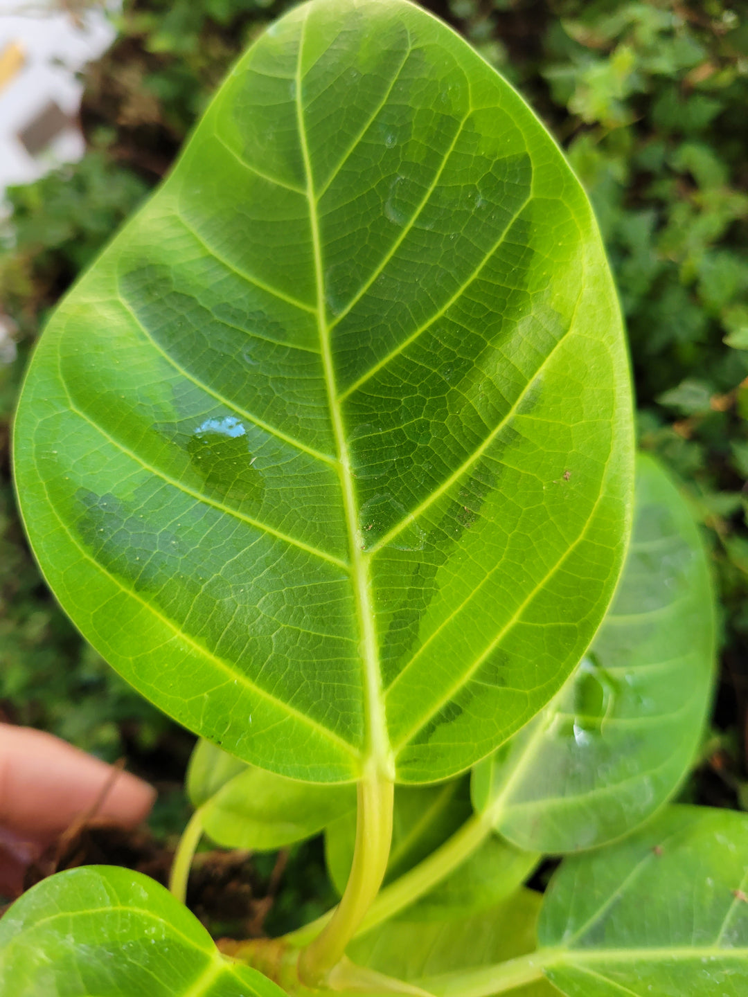 Yellow Gem Rubber Tree with vibrant variegated leaf showing bold green and bright yellow accents.