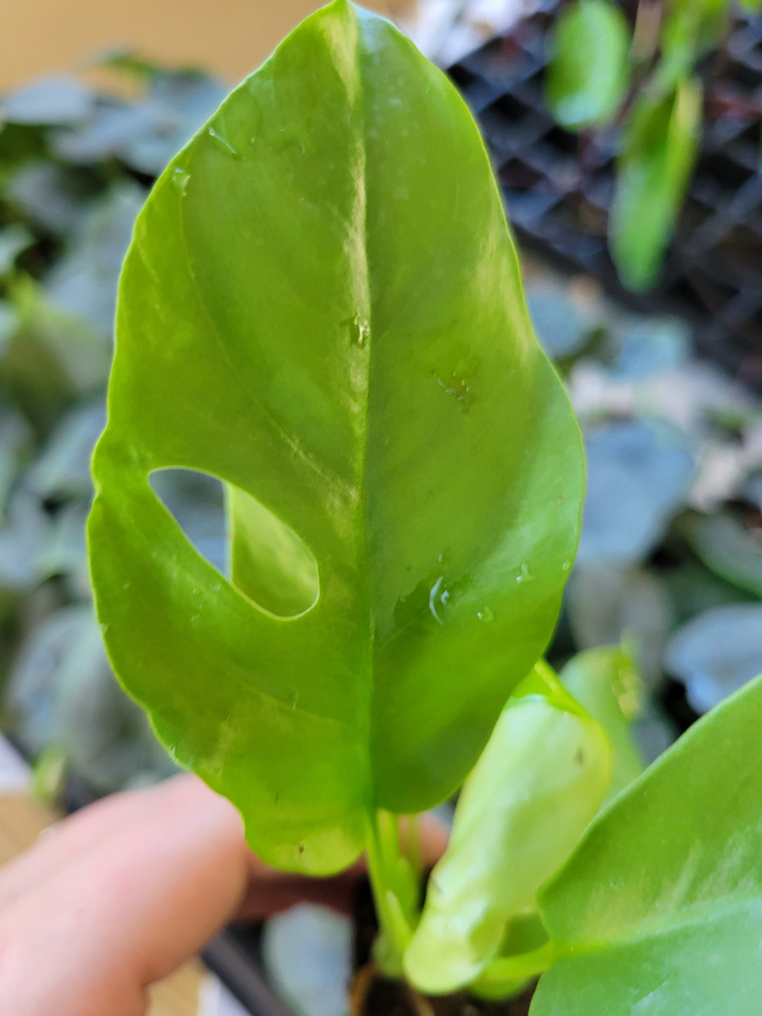 Rhaphidophora Tetrasperma (Mini Monstera) with glossy fenestrated leaf.