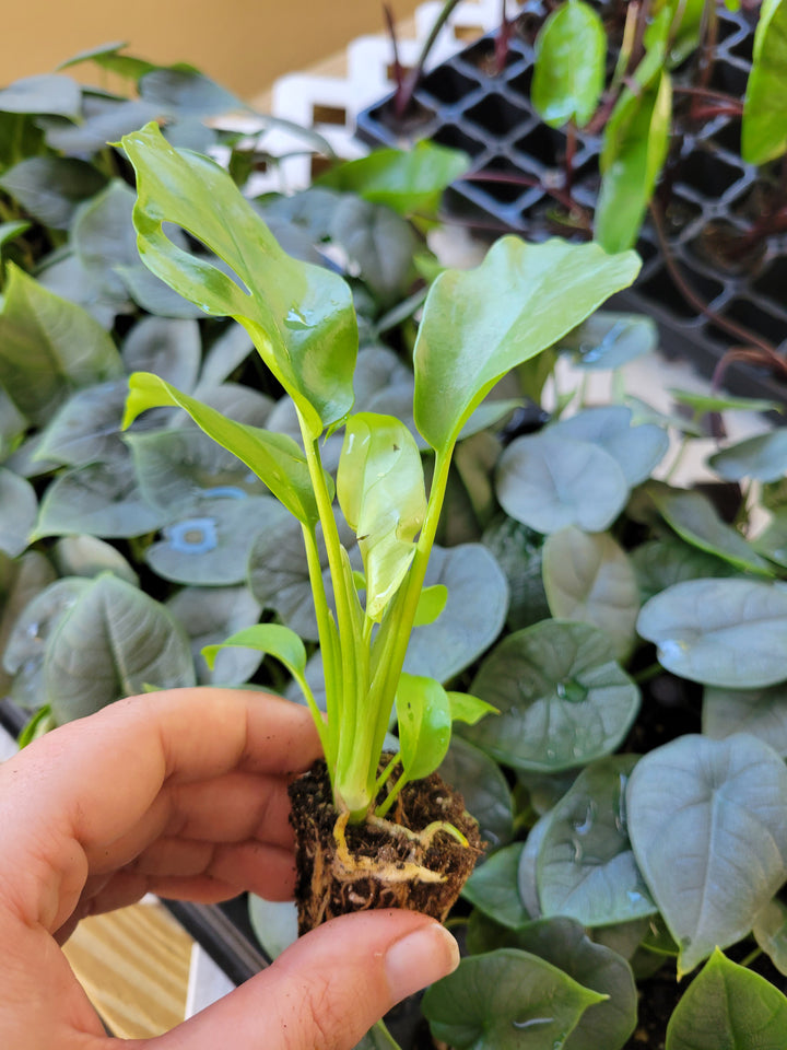 Mini Monstera (Rhaphidophora Tetrasperma) Plug