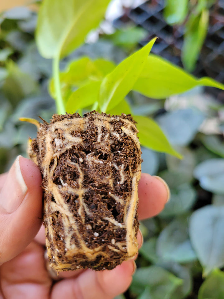 Rhaphidophora Tetrasperma plant in plug form with visible roots.