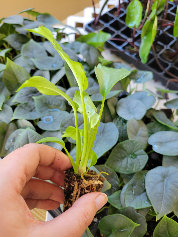 Rhaphidophora Tetrasperma (Mini Monstera) plant held in hand, showcasing glossy, fenestrated leaves.