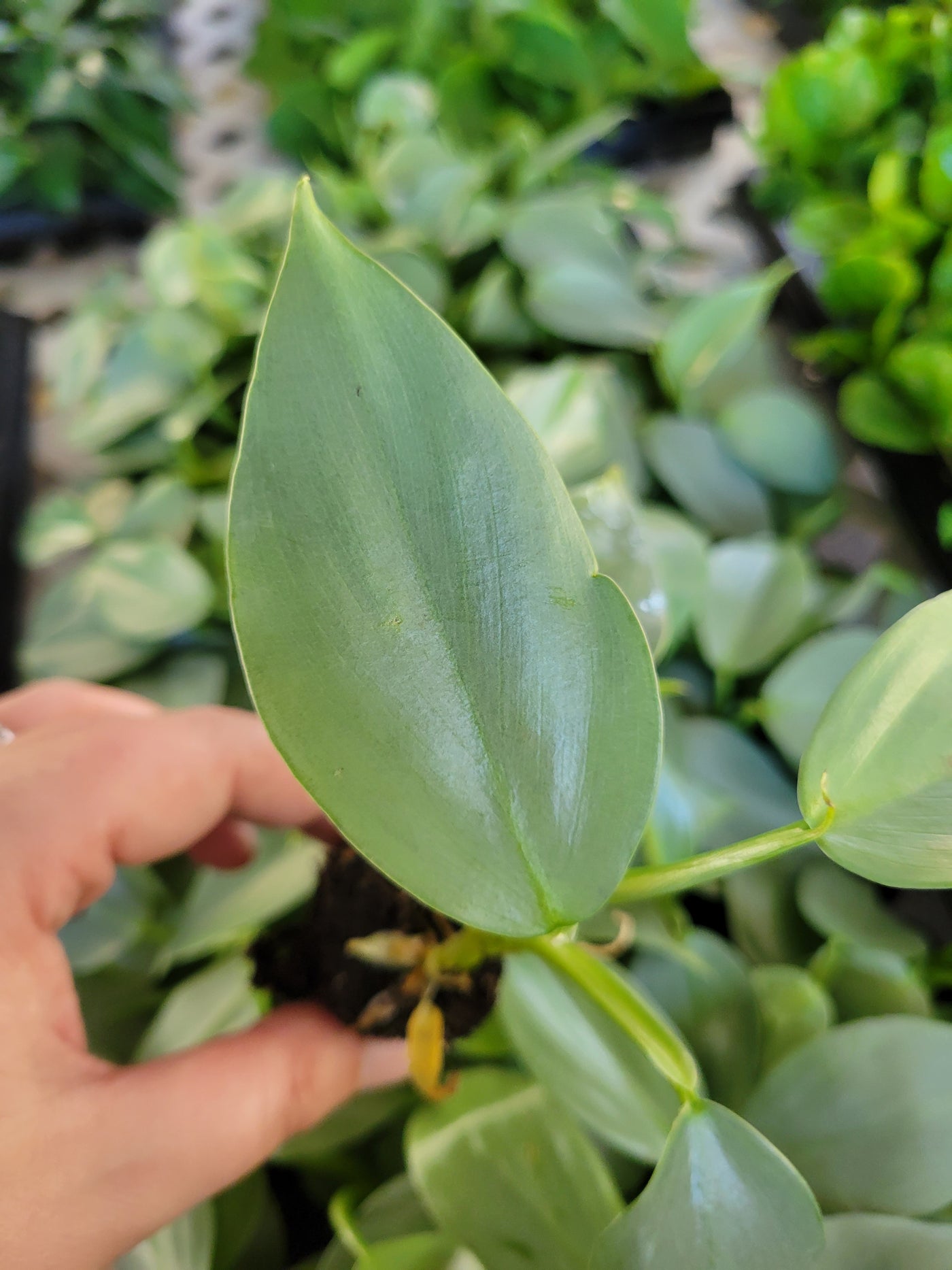 Philodendron Silver Sword Plug