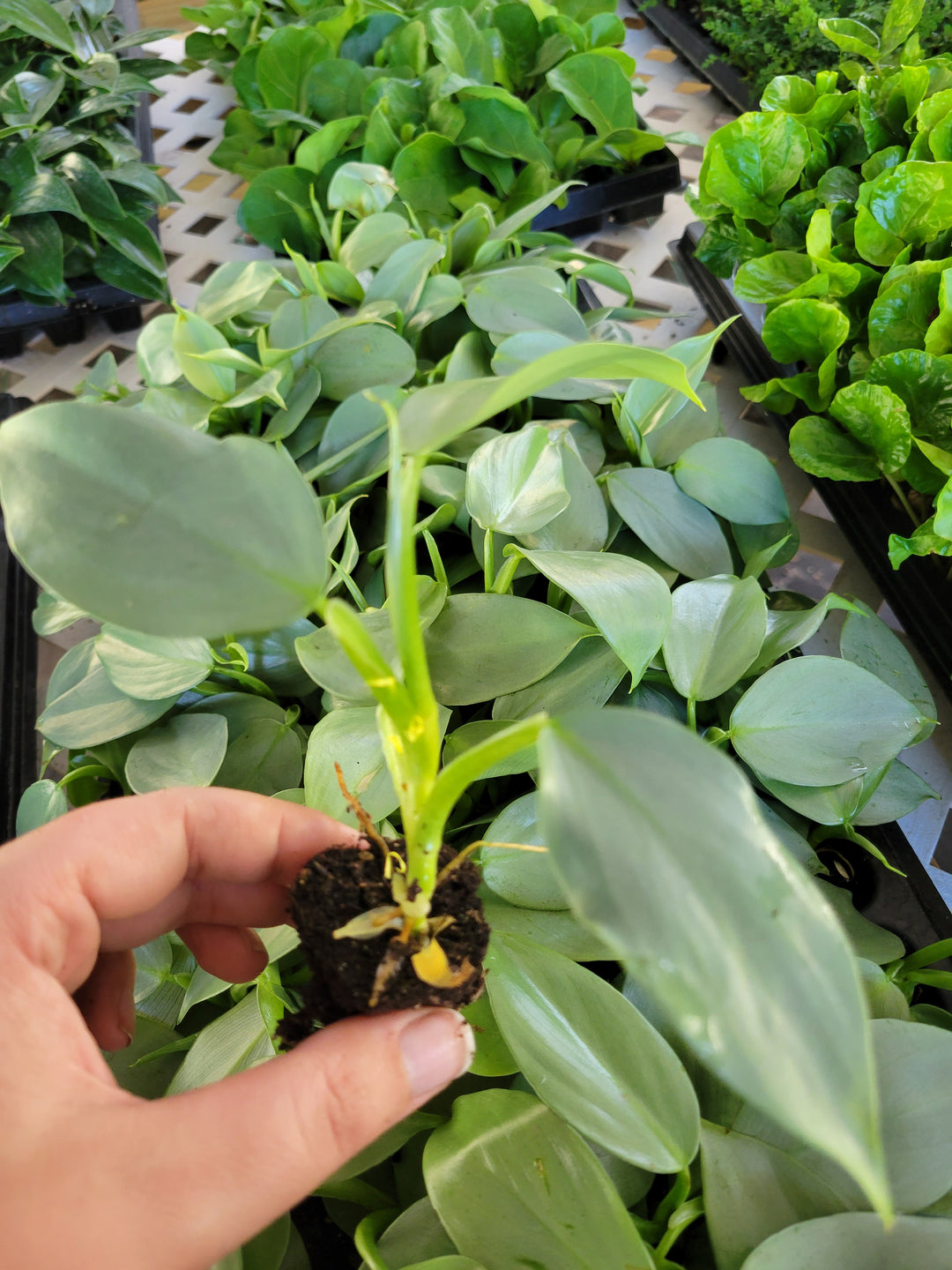 Philodendron Silver Sword Plug