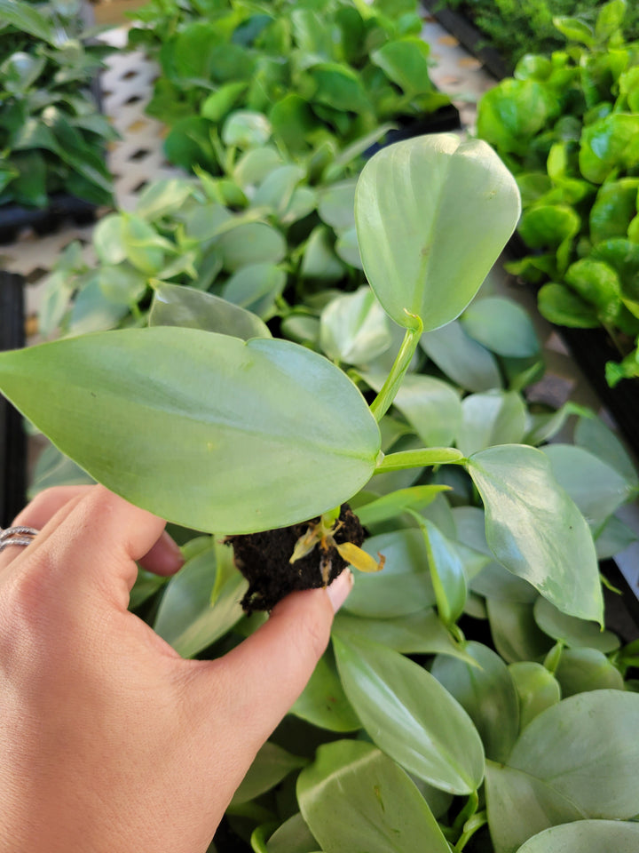 Philodendron Silver Sword Plug