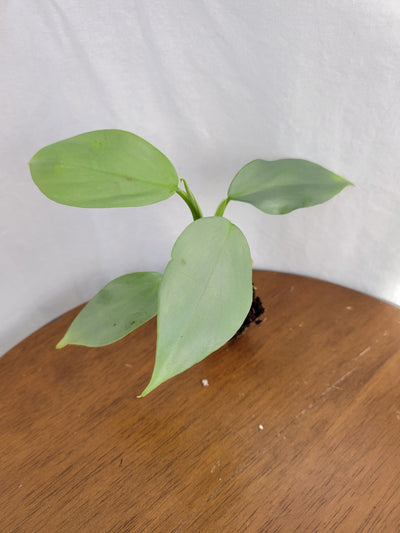 Philodendron Silver Sword Plug