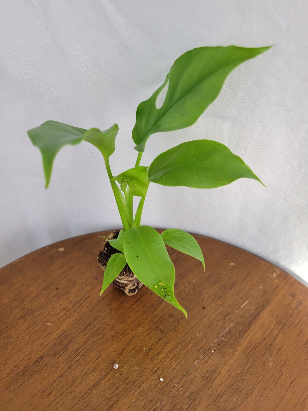 Rhaphidophora Tetrasperma (Mini Monstera) plant with glossy leaves on a wooden surface.