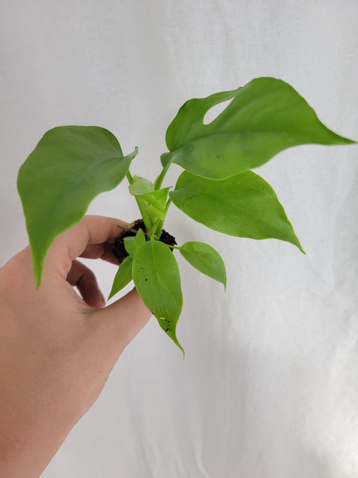 Rhaphidophora Tetrasperma (Mini Monstera) plant with small, glossy green leaves being held in a hand.