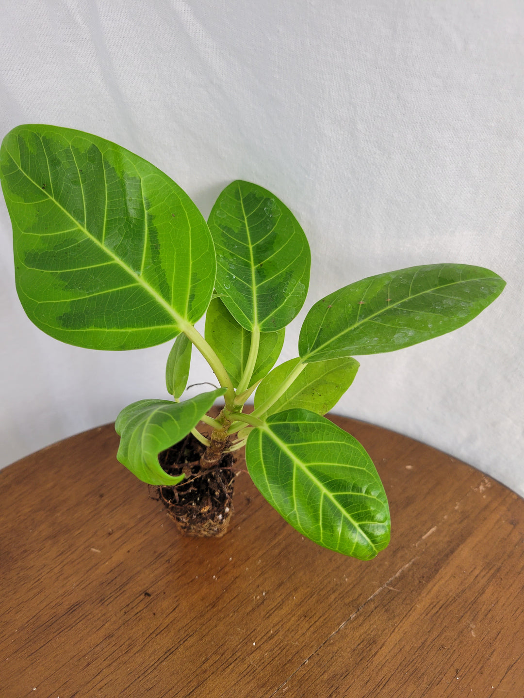 Yellow Gem Rubber Tree with variegated green leaves and yellow edges on a wooden surface.