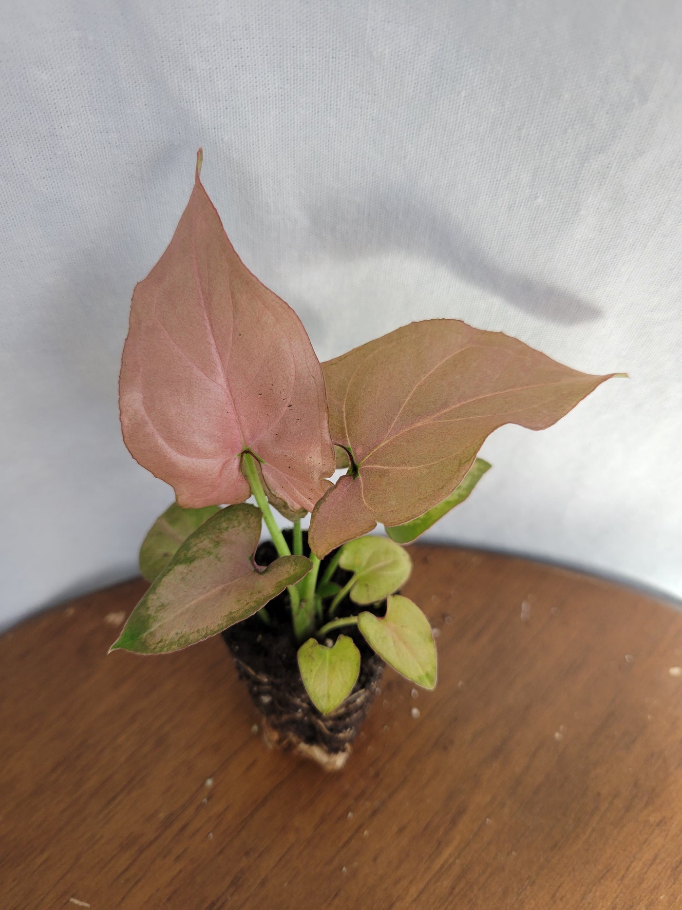 Syngonium Pink Perfection Plug