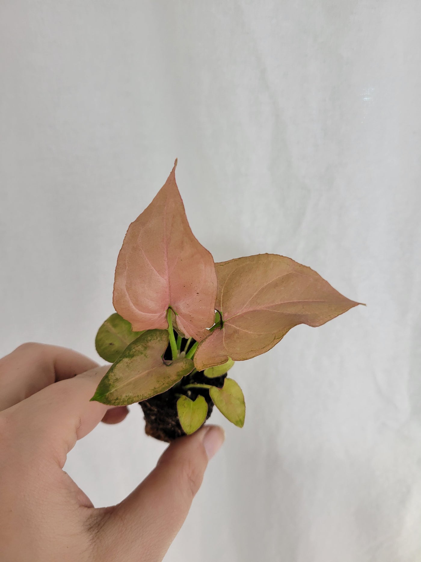 Syngonium Pink Perfection Plug
